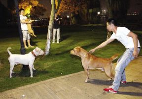 这5种 中国式遛狗 ,对狗狗伤害很大,最好不要做