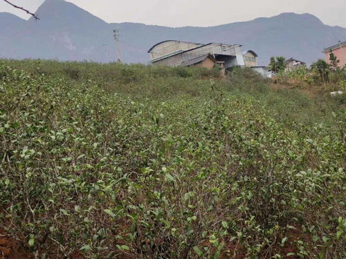 忙肺 与冰岛 昔归齐名的普洱茶,到底是什么味道