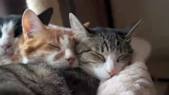 猫咪为何喜欢黏人睡觉 可以和猫一起睡吗 