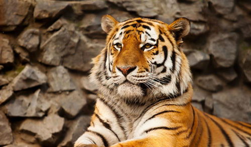 老虎无法被驯化,那和老虎基因相似96 的家猫,是真的被驯化了吗