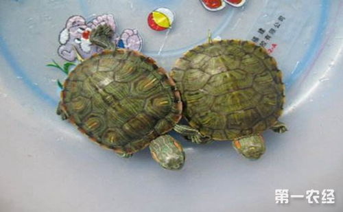 人工养殖巴西龟的技术 2