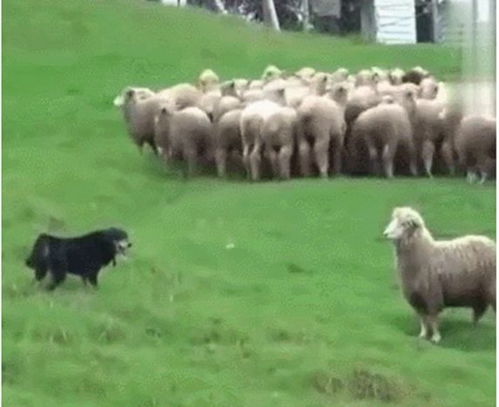 牧羊犬帮主人赶羊,其中一只想挑衅它,狗子一怒之下教它做羊