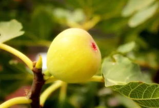 无花果无花 揭开隐藏美味深处的秘密 