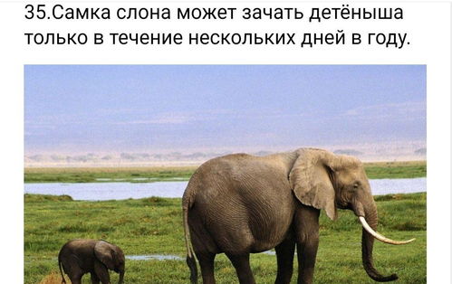 俄罗斯网站继续关注中国大象,网民讨论冷知识