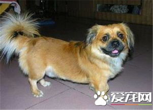 纯正的西藏猎犬标志 头部较小与身躯的比例恰当