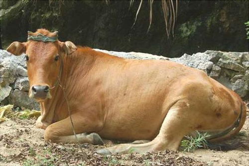 黄牛的养殖方法 