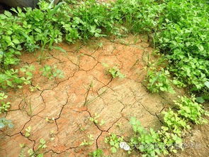 什么样的土壤算酸性土,什么是酸性沙质土壤