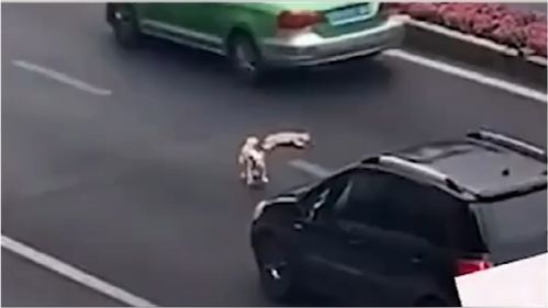 开车撞倒宠物狗怎么办 