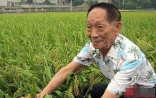 “杂交水稻之父”袁隆平(杂交水稻之父袁隆平爷爷为什么能获得共和国勋章)