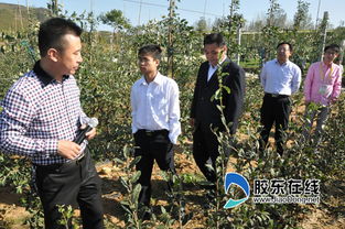 栖霞苹果园引来万名 采摘客 催火旅游市场