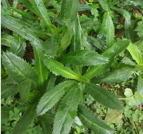 原来香菜也有野生的,长得比野草茂盛,薅一把煲汤鲜香美味