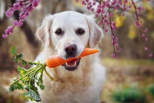 老年犬吃什么能预防癌症 给狗狗吃这8种食物,还能提高免疫力