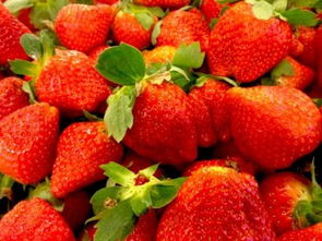草莓几月份成熟上市,初秋还有没有草莓