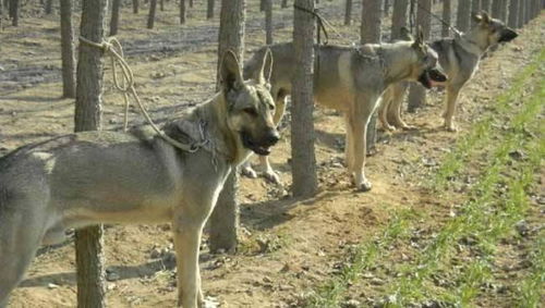 中国境内最常出现的七大狼种犬,但大部分人只知道德牧
