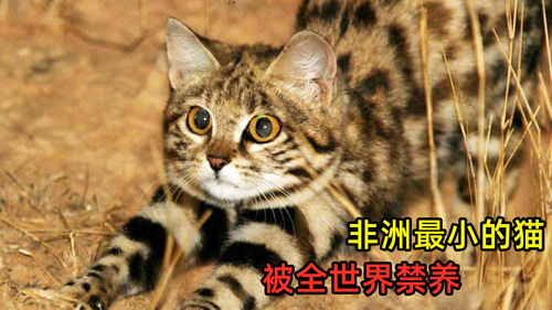 非洲最小的猫,被全世界禁养,猫科捕猎效率最高的 杀戮机器 