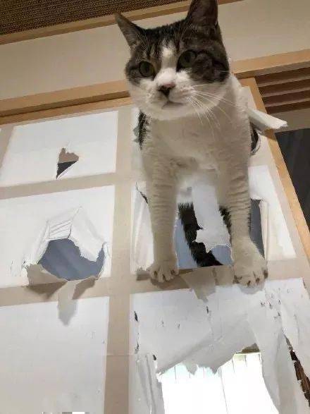 当纸门被虐成猫爬架,没有一只猫是无辜的