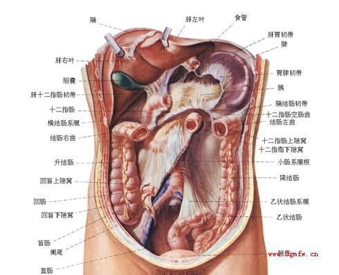 内脏器官分布图 