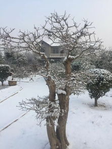 冬日雪后庄园