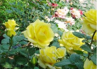 三朵黄色多头玫瑰寓意和花语？