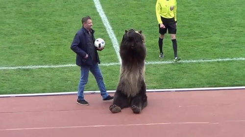 俄罗斯足球赛用狗熊当主裁判,还跟观众互动,熊 在这里我难过呀