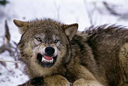 世界上最大的犬科动物 北美灰狼