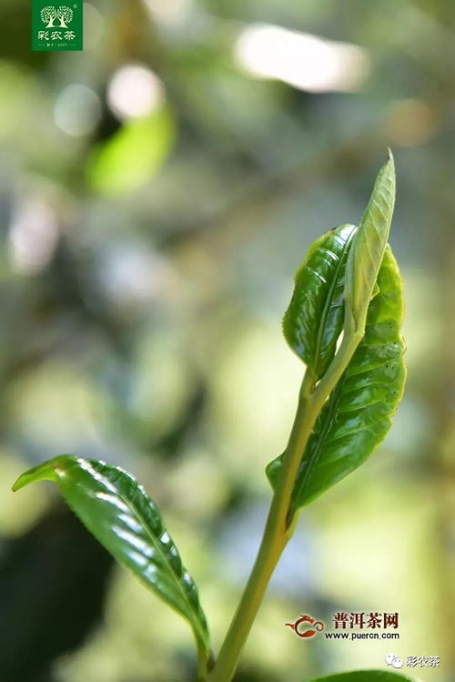 带茶的古风名字