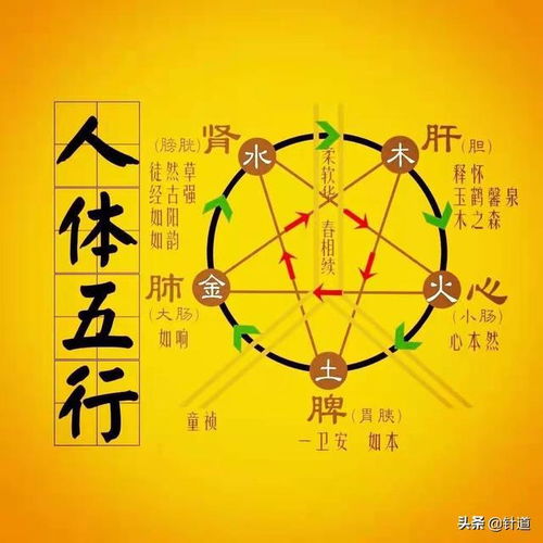 再学五腧穴 精华篇