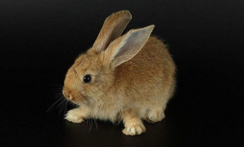 兔子耳朵表达的意思(兔子耳朵表达的意思和寓意)