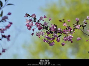 代表春夏秋冬的花图片 搜狗图片搜索