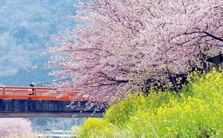 又到放肆吃柳絮的季节,带娃去那里野