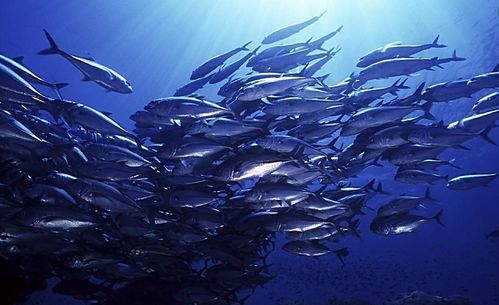揭开深海鱼类成千上万结群游动之谜