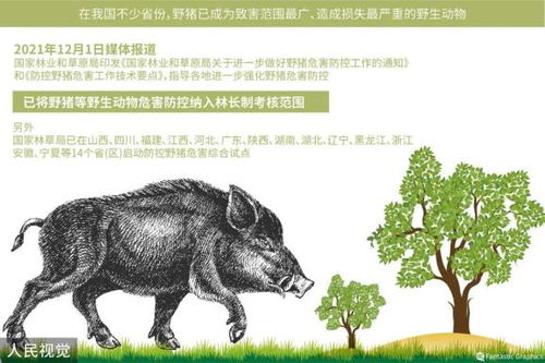 为何南京的野猪频频进城当 市民