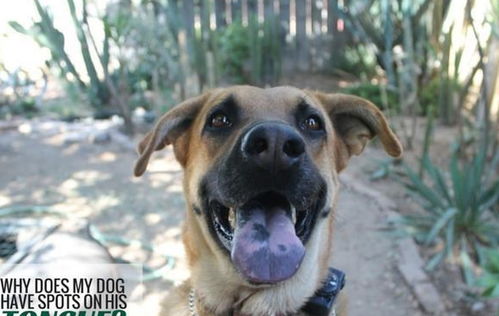 狗狗舌头上蓝黑色斑点是病变吗 你家狗狗舌头上是否也有