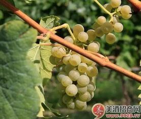 中国常见酿酒白葡萄品种