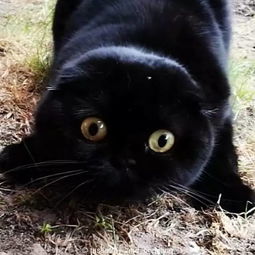 家里养一只纯黑的猫是种什么体验 分分钟找不到它 