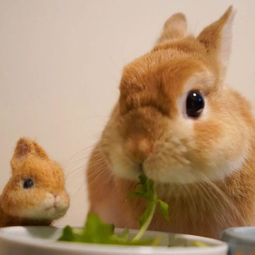 馋哭了 你们家的兔子也爱吃零食吗