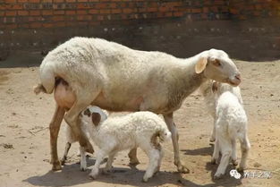 一只母羊一年生几只羊羔 哪种羊最能生小羊羔 