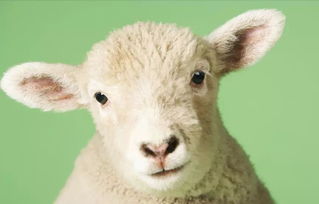 想养羊 选山羊还是绵羊 来点理性分析吧