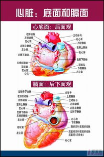 犬血液循环解剖图 搜狗图片搜索