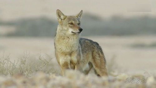 缟鬣狗在印度狼地盘偷吃猎物,狼王在那里盯好久了,最后缟鬣狗吓得落荒而逃 