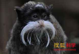 自然界面孔最滑稽猴子 皇柽柳猴长倒弧状胡须 