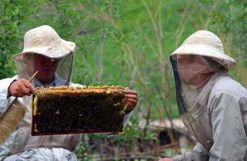 国产蜂蜜重返欧盟 