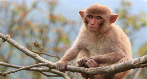 属猴人穿什么颜色衣服最旺2021年生肖猴运势,12月开始转变