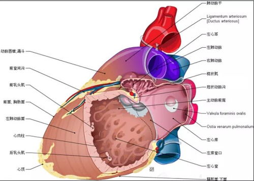 精确心脏解剖图,极好 转发给医院的同志们
