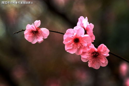 八字与流年算婚姻