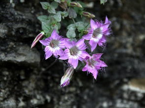 红花龙胆冬天能开花吗,龙胆花耐阴吗？