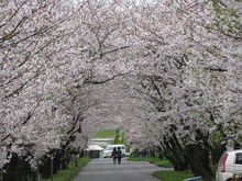 四国の桜名所 お花见