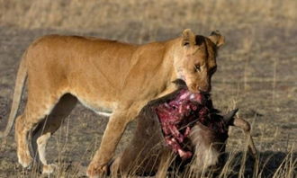 晒晒非洲草原上的凶悍食肉动物 