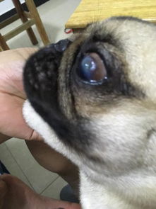 我家狗狗眼珠上有白色透明的一个泡,眼珠有点百,是什么情况 