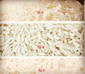 粳米是什么米(粳米是江米吗还是糯米是江米粳米到底是什么米)